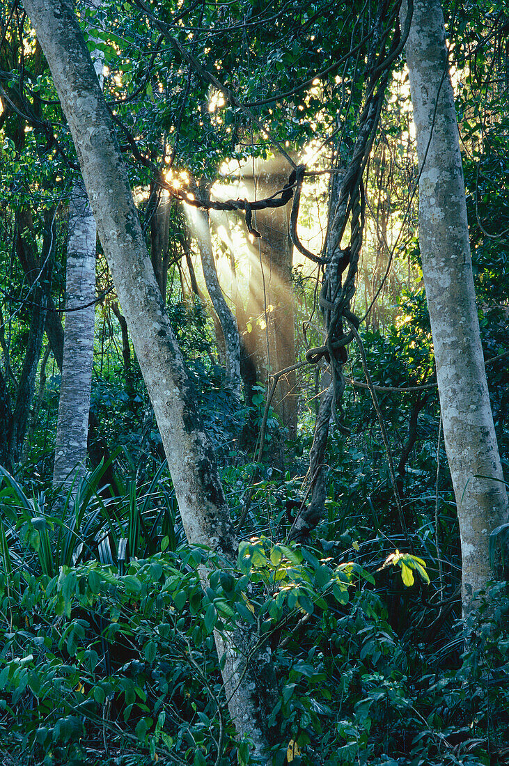 Tropical rain forest, Havelock Islands, Andaman Islands, India