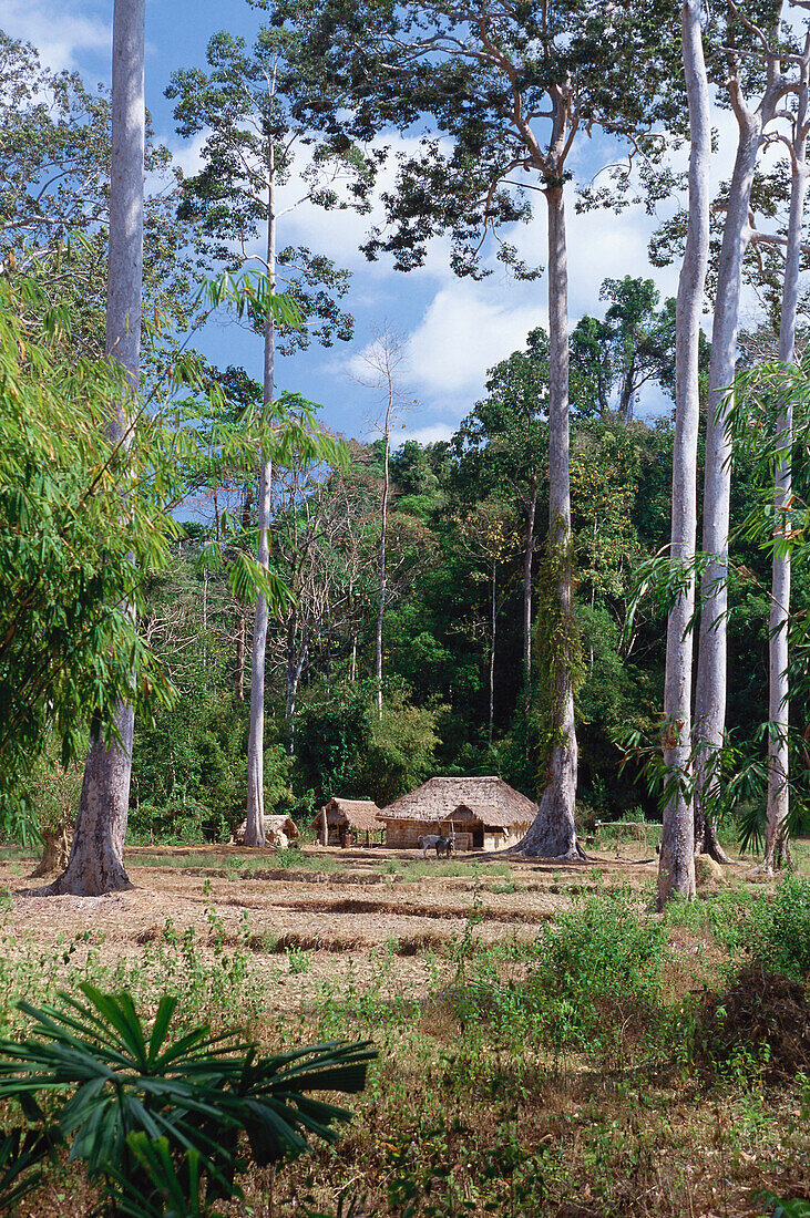 Haus im Tropenwald, Nordandamanen, Andamanen, Indien