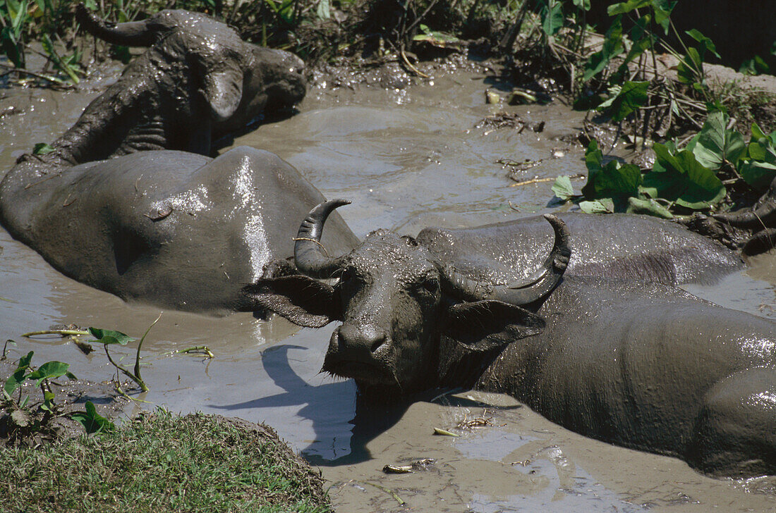 Water buffalo have a mud bath, Andaman Islands, India