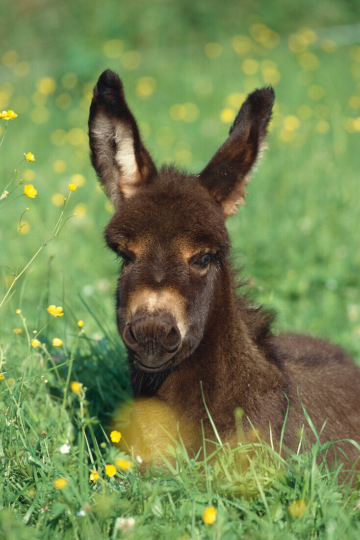 Young donkey, foal, Equus Asinus in a meadow