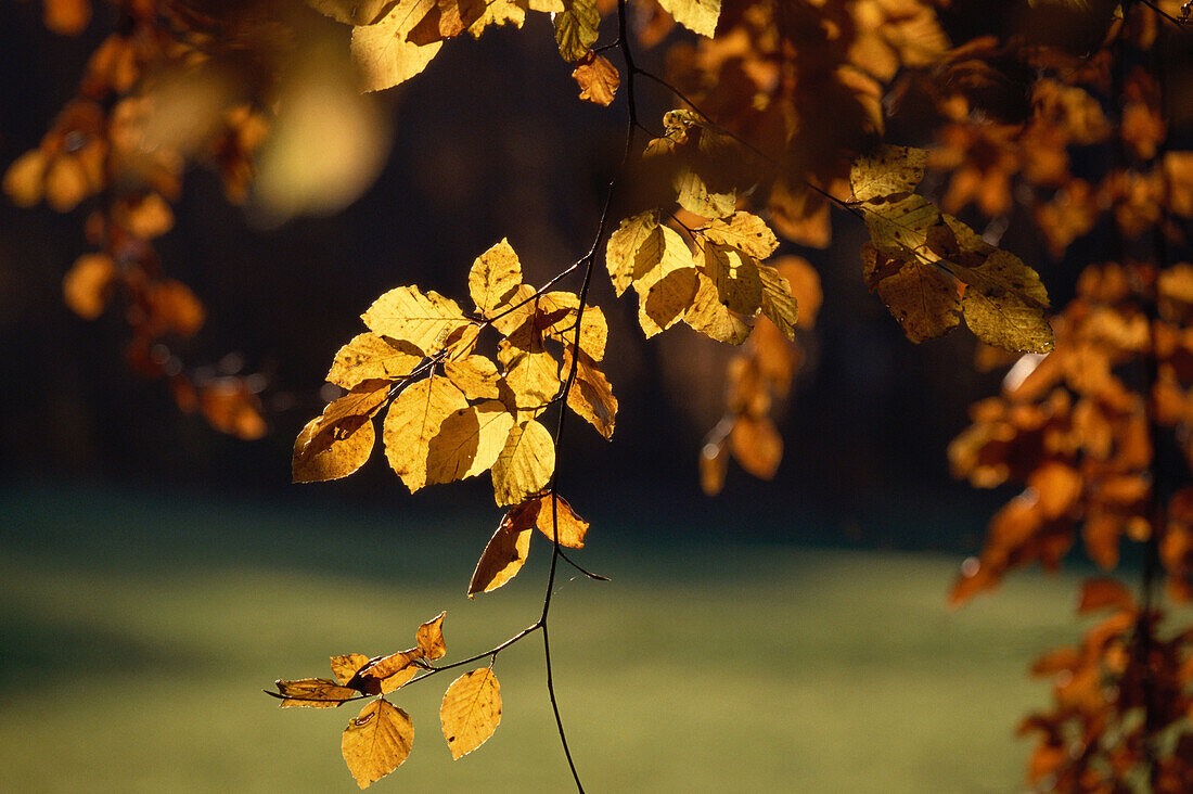 Autumn foliage, leaves in autumn colour, beech forest, Bavaria, Germany