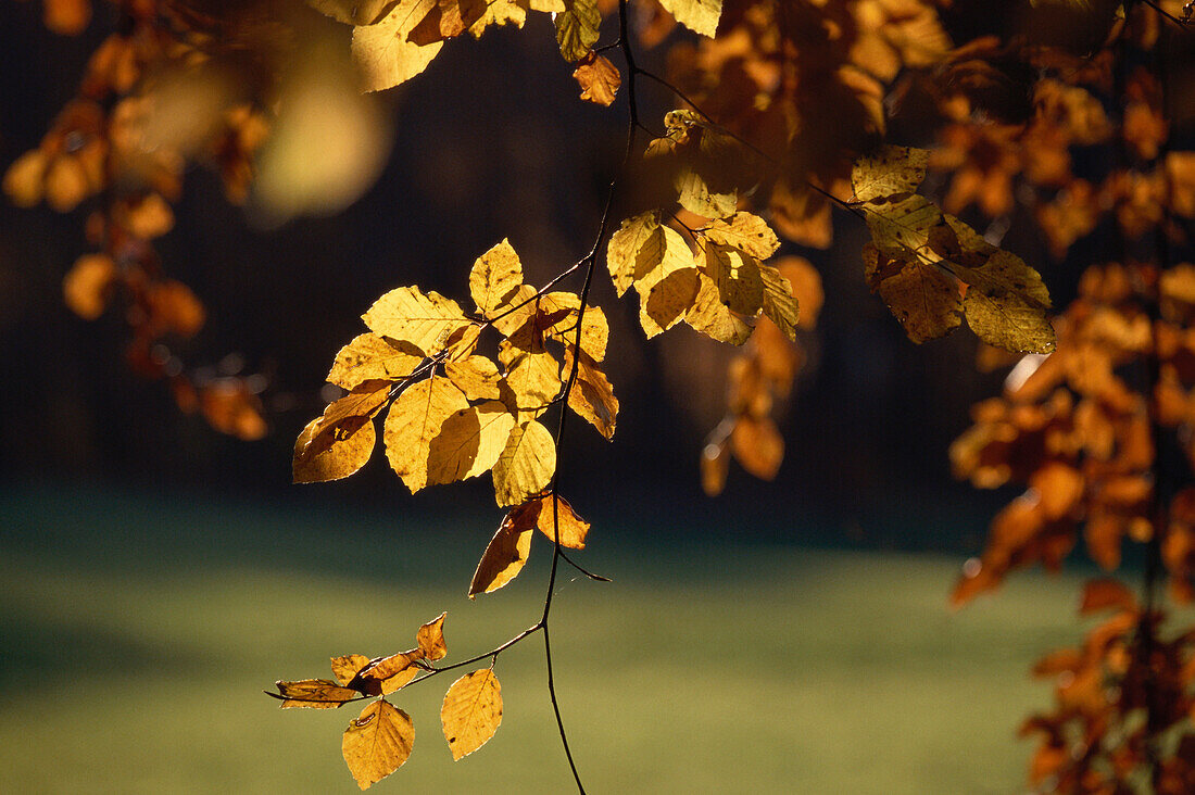 Herbstlaub, Buchenwald, Bayern, Deutschland