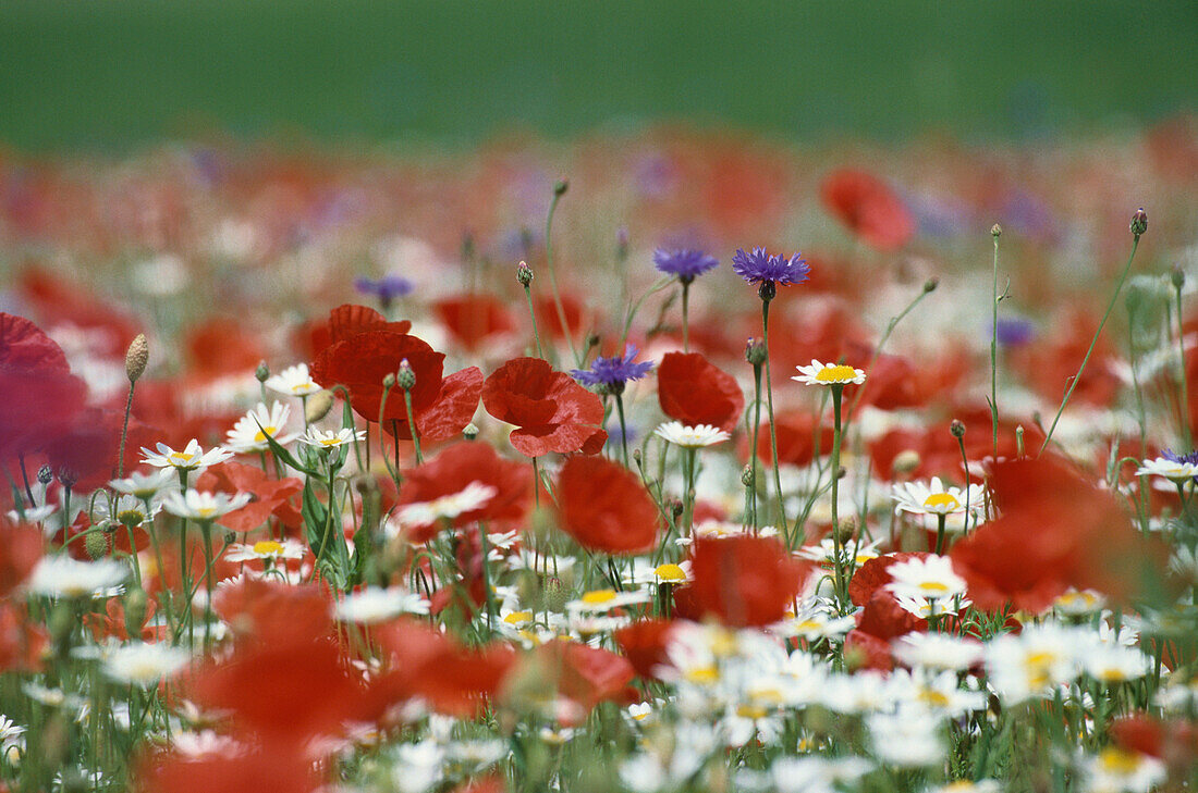 Meadow with poppies, cornflowers and chamomile flowers