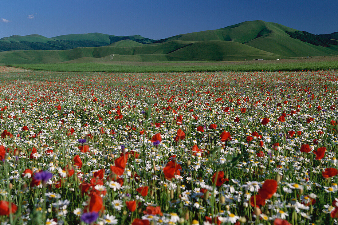 Meadow with flowers, Piano Grande, Monti Sibillini National Park, Italy