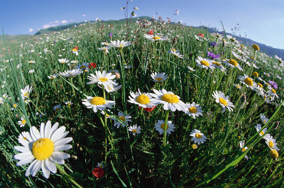 Meadow with flowers and camomile, Piano Grande, Italy