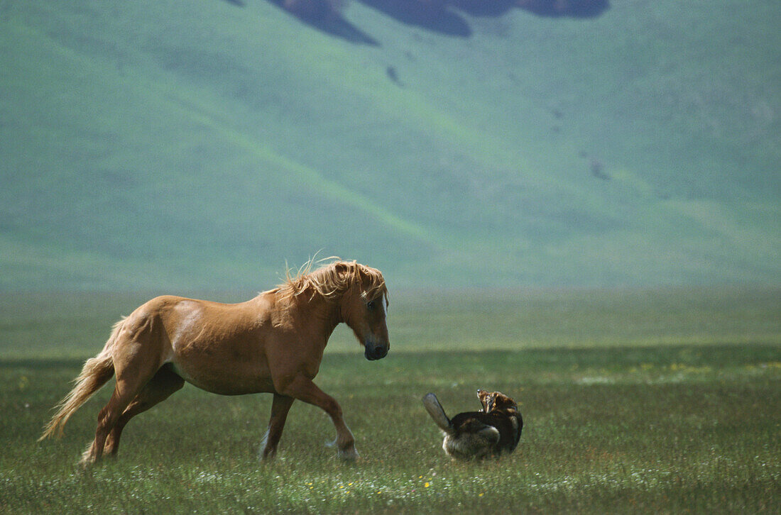 Horse and shepherd dog, Piano Grande, Italy