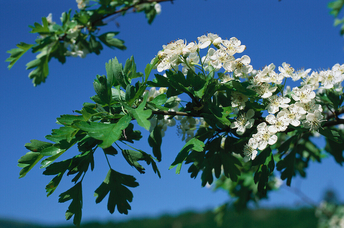 Common hawthorn in blossom, Spring