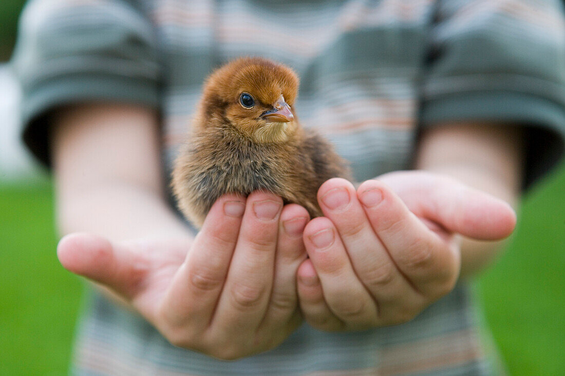 Boy holding chick in Hands, Haunetal, Rhoen, Hesse, Germany
