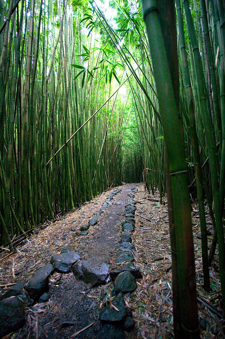 USA, Hawaii, Maui, Hana, Bambus Wald, Pipiwai Wanderweg, Pfad, Stein Weg, Natur, im Freien