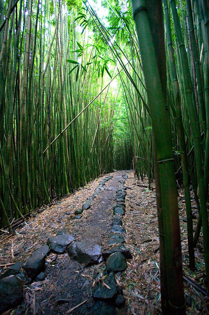 USA, Hawaii, Maui, Hana, bamboo, bamboo forest, Pipiwai trail, path, stone, route, nature, outdoor