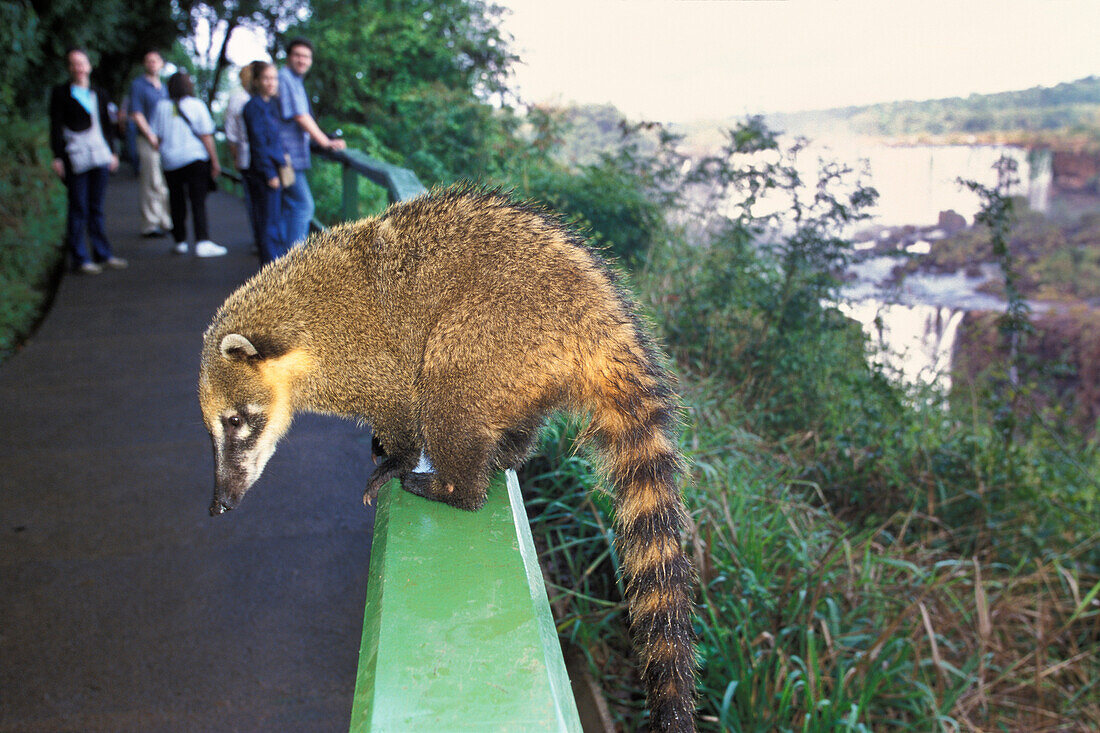 Coati, Nasua nasua, Iguassu Nationalpark, Brazil