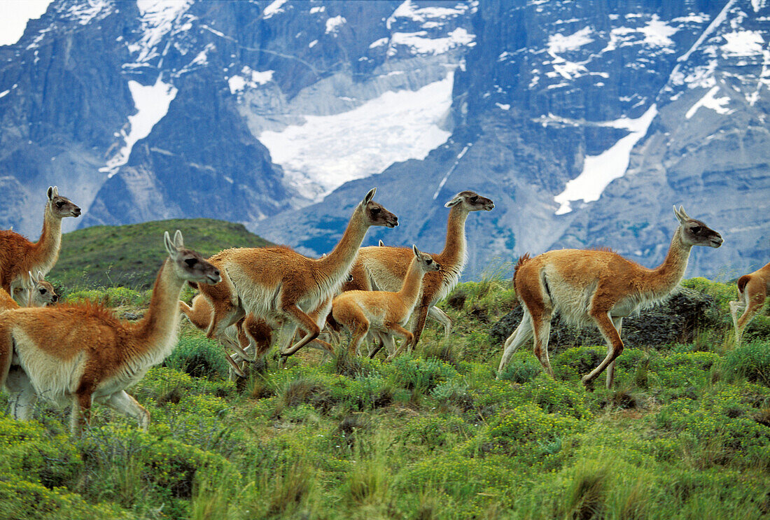 Guanacos, Lama guanicoe, Paine mountains, Torres del Paine Nationalpark, Patagonia, Chile