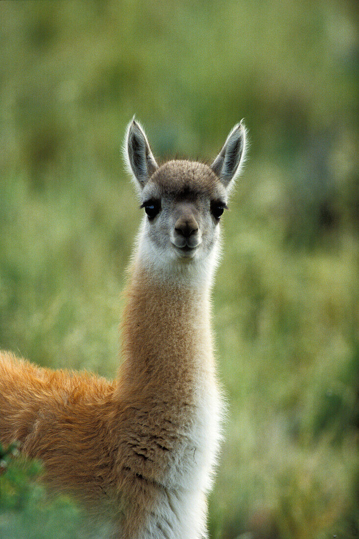 Guanaco, young, Lama guanicoe, Torres del Paine Nationalpark, Patagonia, Chile