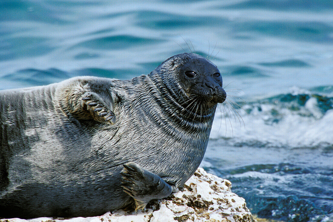 Baikal Seal, Phoca sibirica, Zabaikalsky National park, Ushkan Islands, Lake Baikal, Russia
