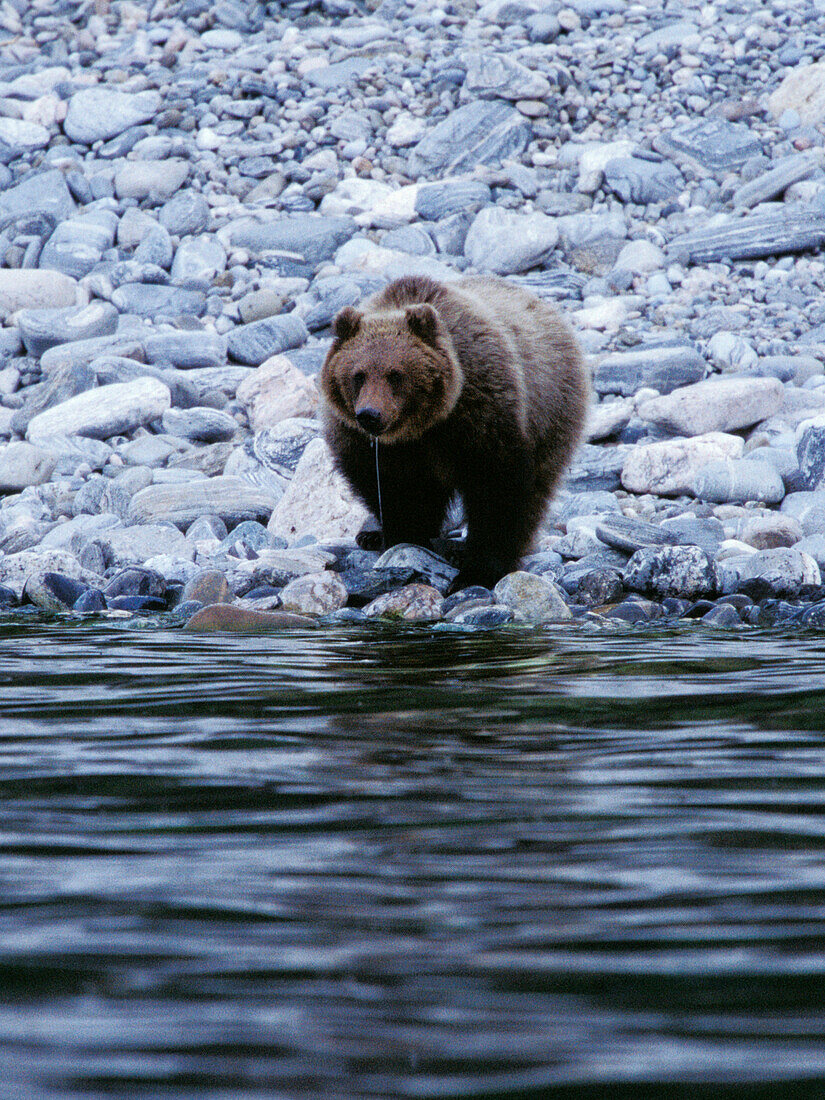 Brown Bear at dusk drinking from Lake Baikal, Siberia, Russia