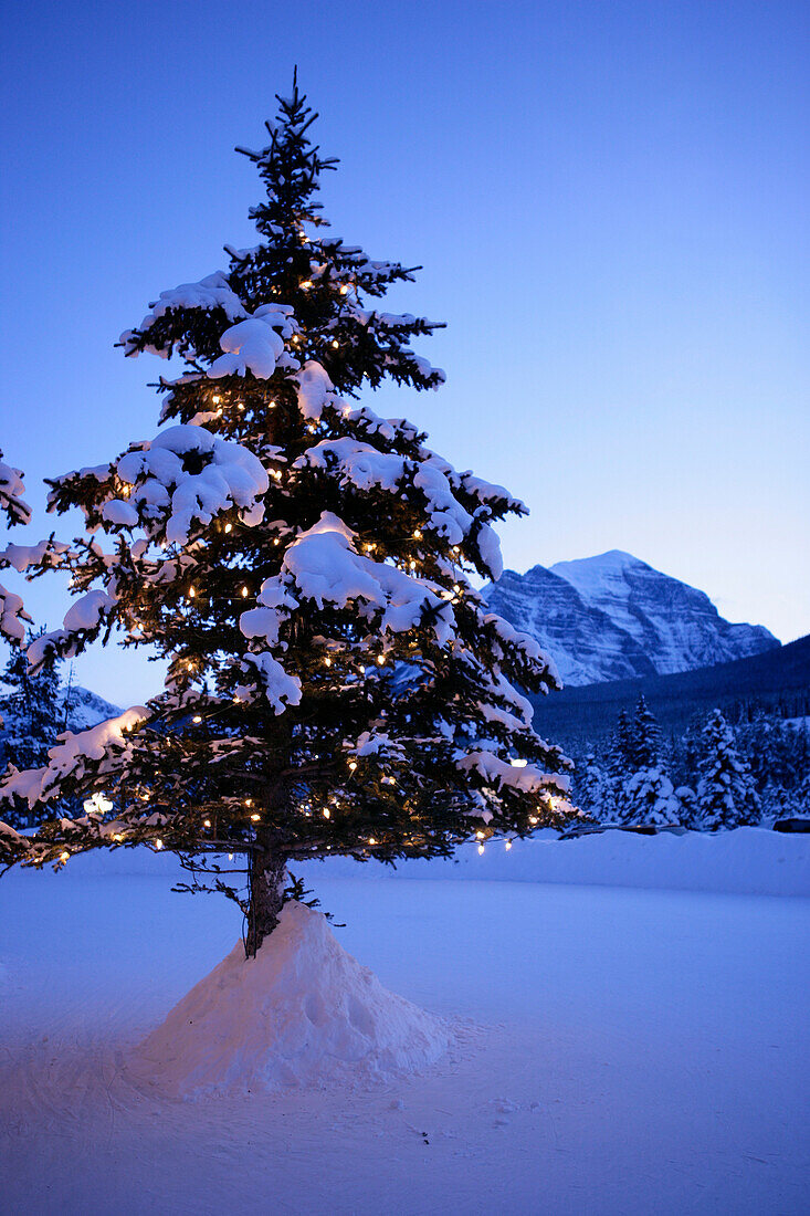 Ein Weihnachtsbaum vorm Hotel, Post Hotel, Lake Louise, Alberta, Kanada
