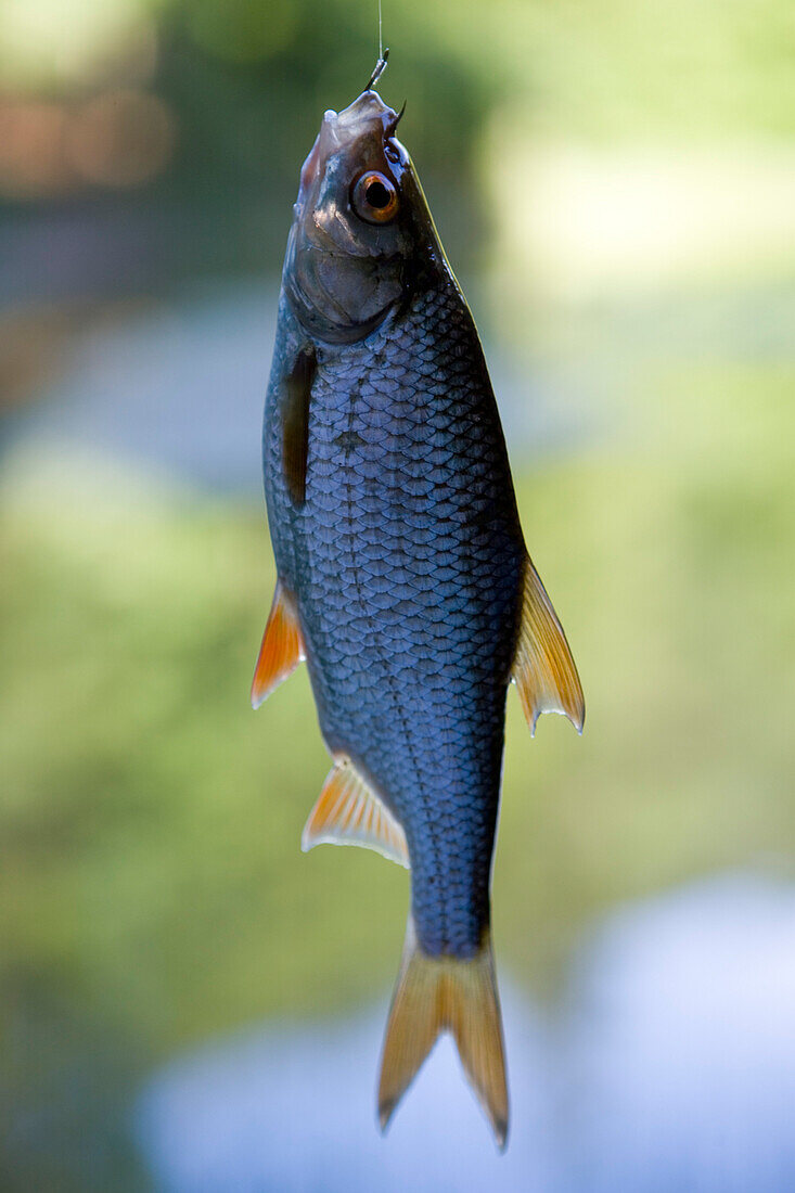 Fisch an Angelschnur, Waldsee Alter Seeb, nahe Dermbach, Rhön, Thüringen, Deutschland, Europa