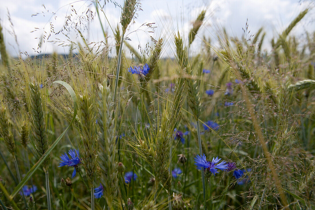 Cornflowers in a wheat field near Poppenhausen, Rhoen, Hesse, Germany
