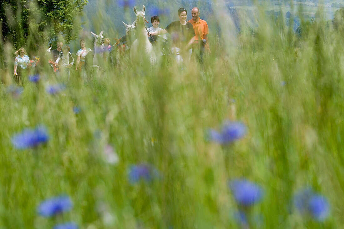 People hiking with Llamas, viewed through a wildflower meadow, Nuedlings RhoenLama Trekking, Poppenhausen, Rhoen, Hesse, Germany