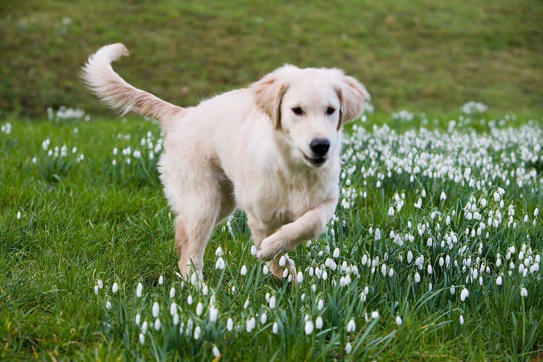 A dog running across a spring meadow full of flowers