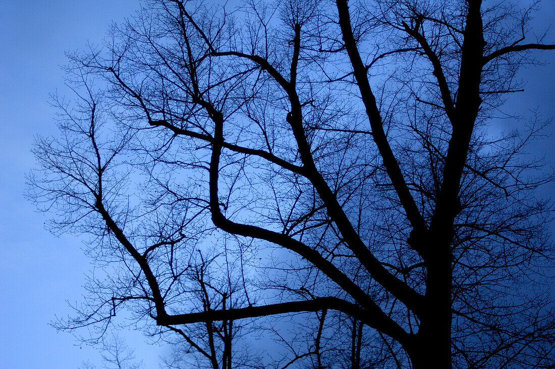 A bare tree in front of dark clouds on a winter evening