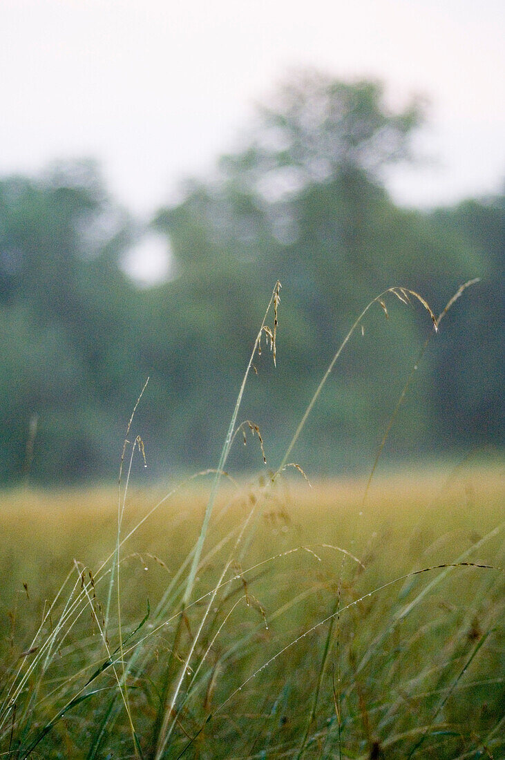 Lange Grashalme einer Wiese, Nahaufnahme, Bayern, Deutschland