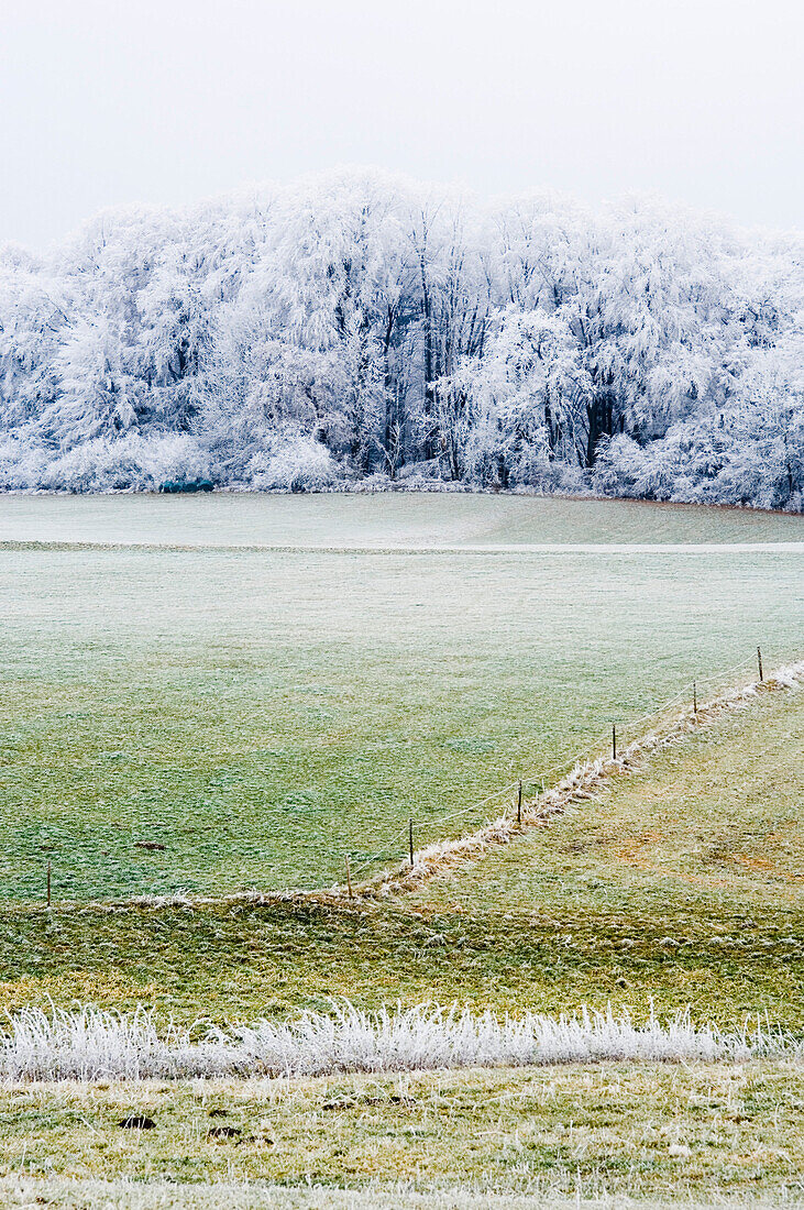 View over a meadow to a forest covered in hoar frost, Leoni, Bavaria, Germany