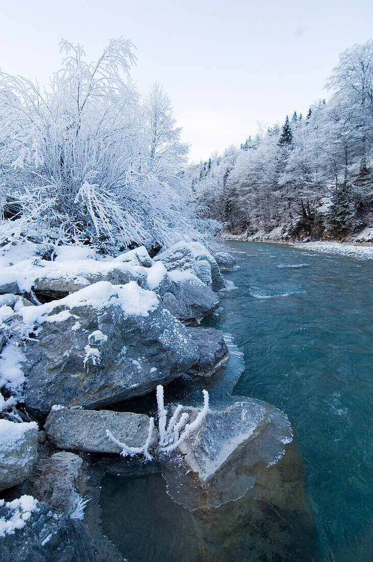 Snow covered trees at riverbanks, Hinterriss, Tyrol, Austria, Europe