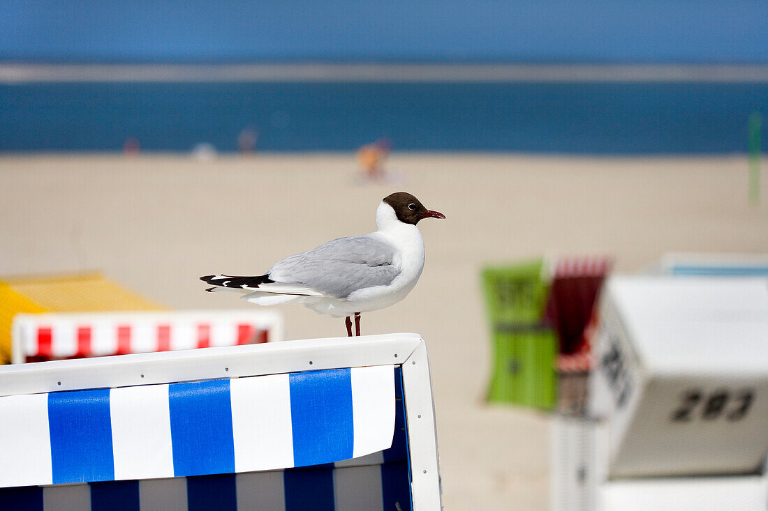 Lachmöwe sitzt auf einem Strandkorb, Langeoog, Ostfriesische Inseln, Niedersachsen, Deutschland