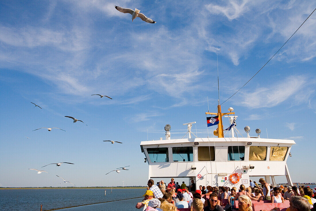 Seagulls over a ferry boat, East Frisia, Lower Saxony, Germany