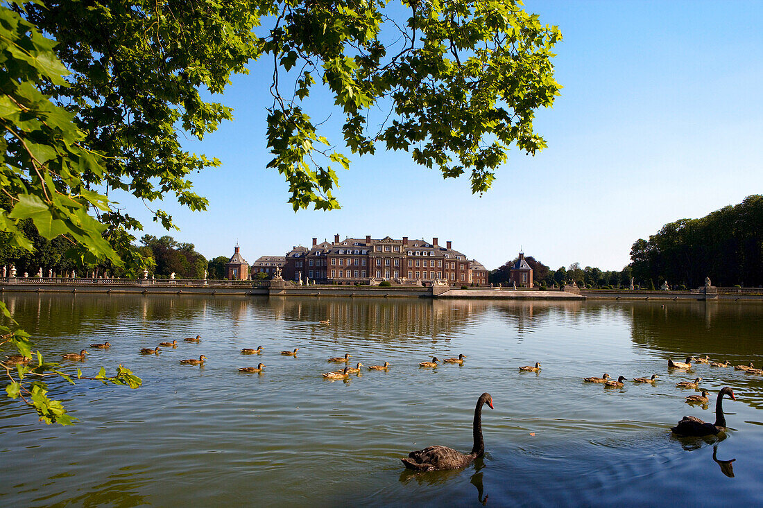 Ducks and black swans in a pond, moated castle Nordkichen, Munsterland, North Rhine-Westphalia, Germany