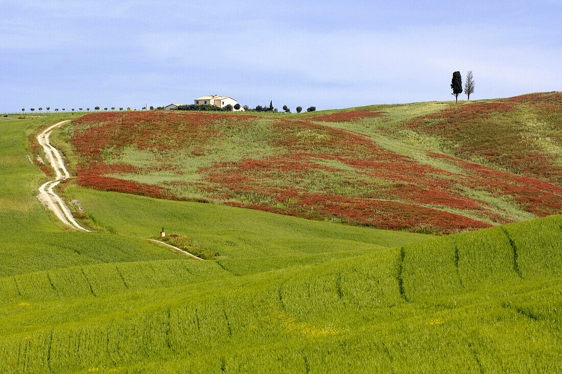 Countryside in the Crete Senesi, Tuscany, Italy