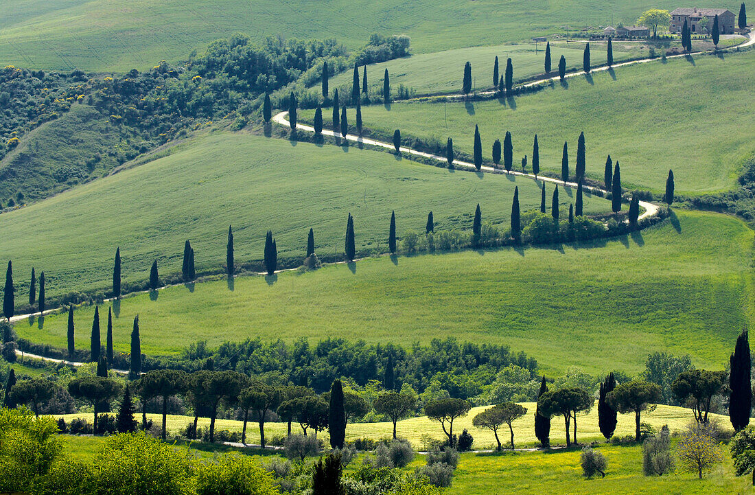 Row of cypress trees, near Pienza, Tuscany, Italy