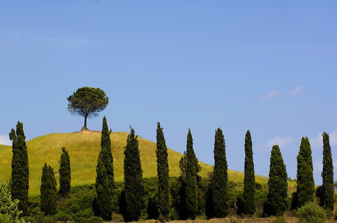 Zypressenallee bei Buonconvento, Toskana, Italien