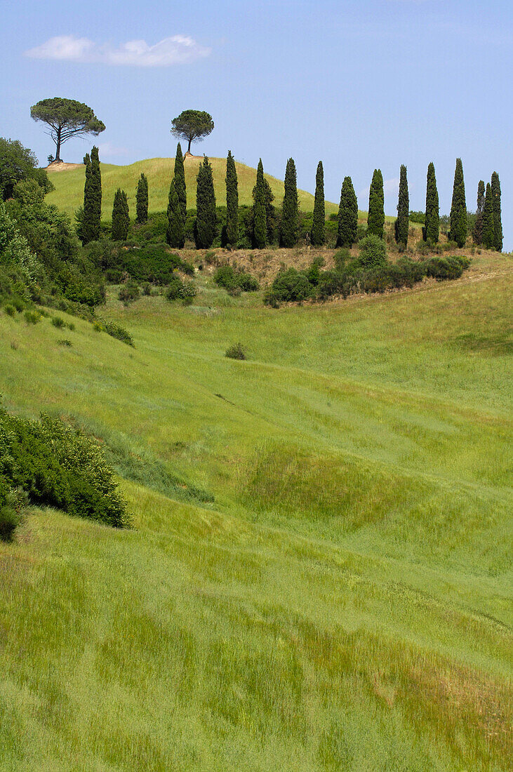 Row of cypress trees, near Buonconvento, Tuscany, Italy