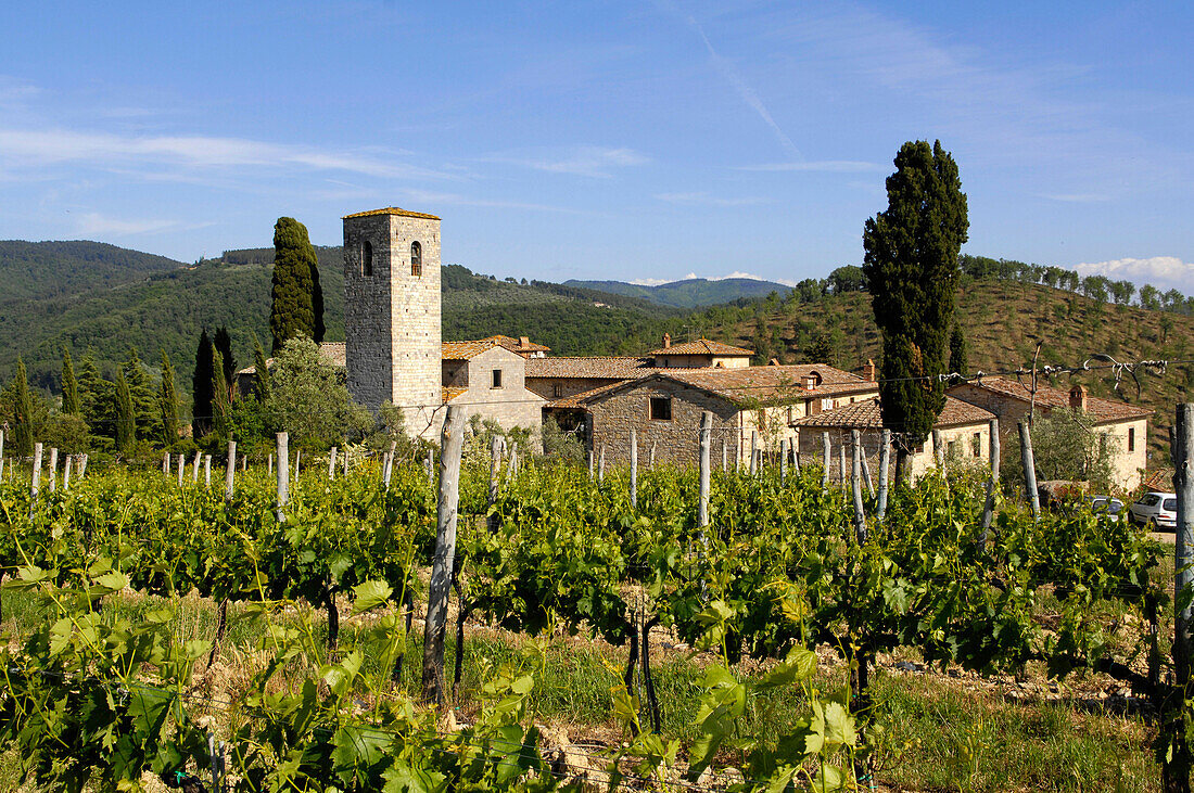 Vineyard in front of Castello Spaltenna, Tuscany, Italy