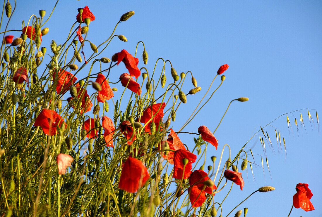 Close up of poppies, Crete, Tuscany, Italy