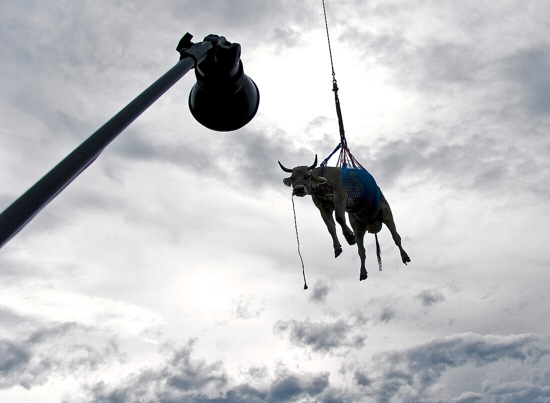 Cow hanging on a rope, Interlaken, Canton of Berne, Switzerland