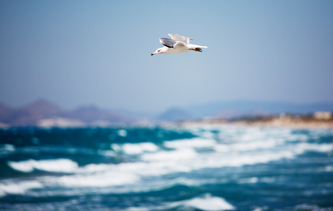 Möwe fliegt über dem Meer, Kos, Griechenland