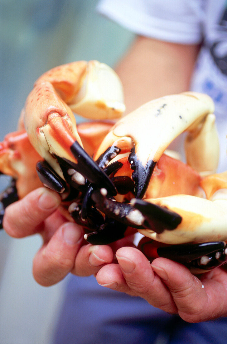 Koch mit Scheren der stone crabs, Restaurant Joe's Stone Crab, South Beach, Miami, Florida, USA