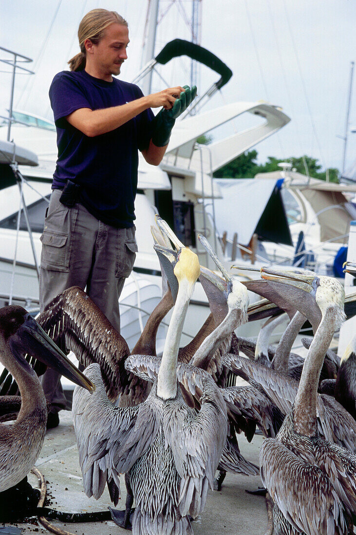 Feeding pelicans, Seabird Station, Pelican Habor, South Beach, Miami, Florida, USA