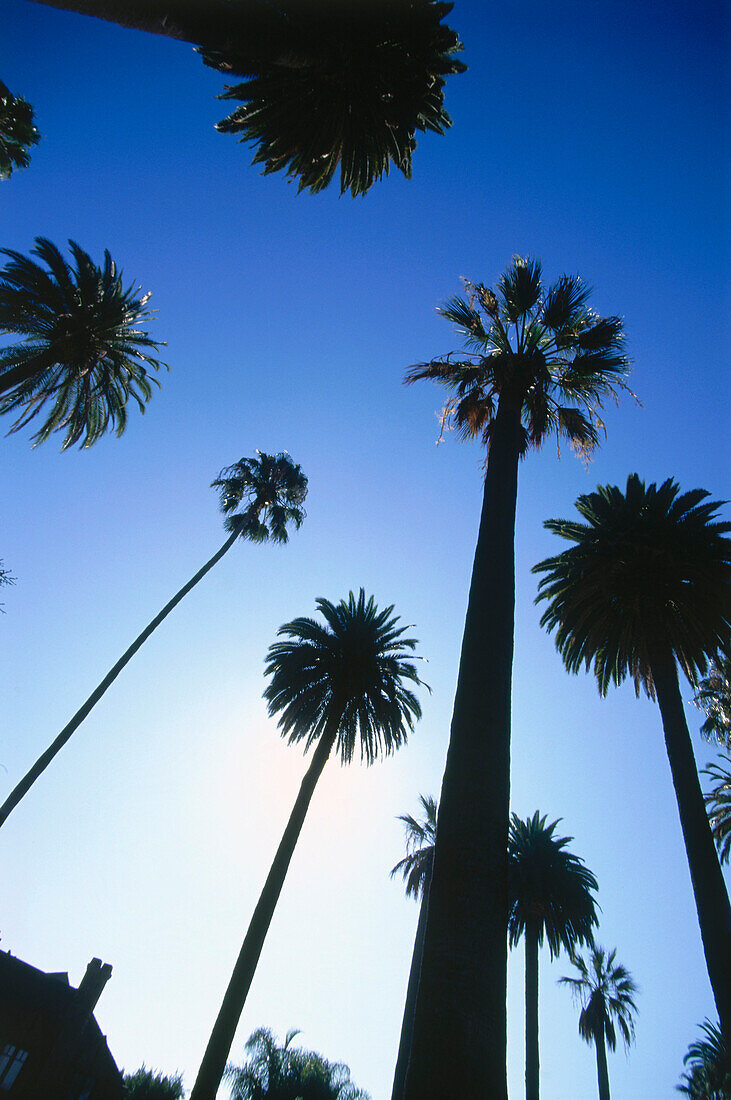 Palm trees, Hollywood, L.A., Los Angeles, California, USA