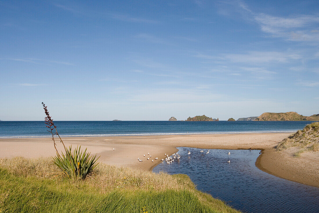 Strand von Opito, Coromandel Peninsula, Nordinsel, Neuseeland