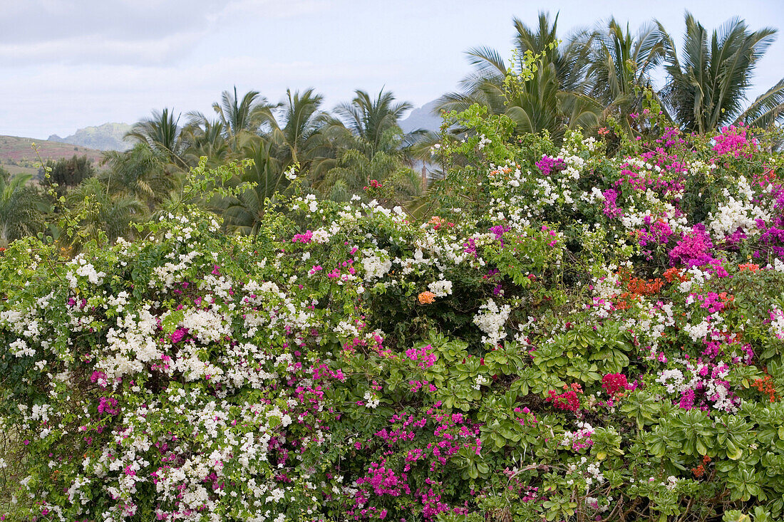 Bougainvillea in three colors, Near Poipu, Kauai, Hawaii, USA