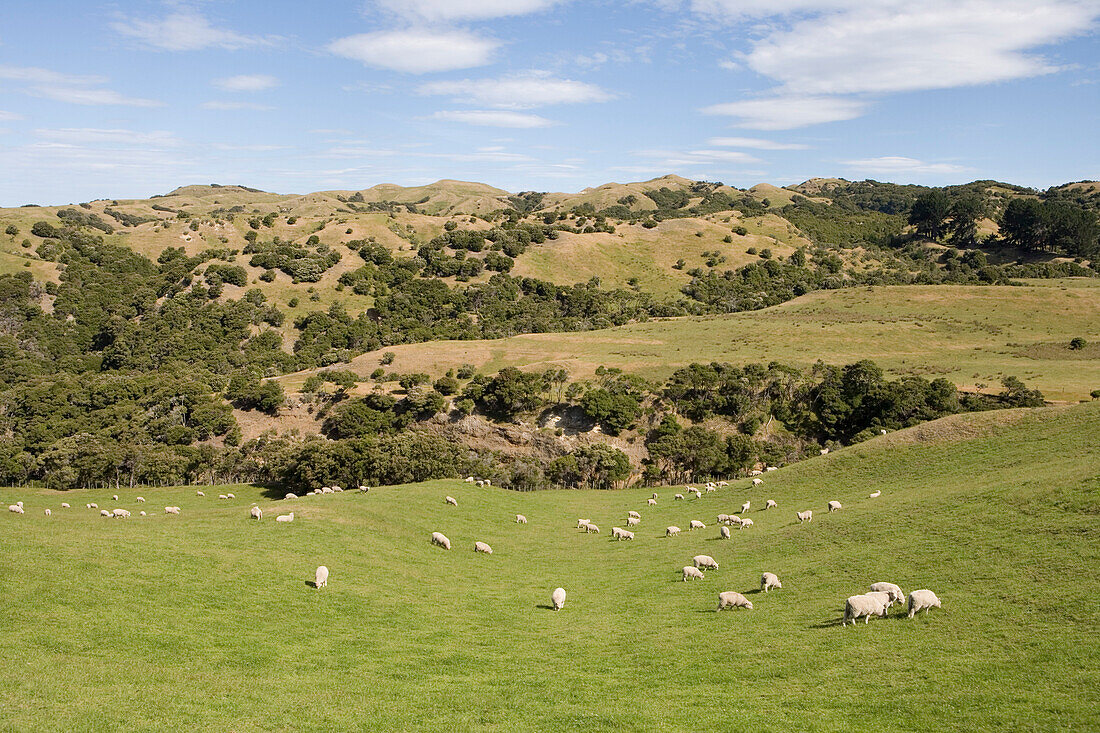 Schafe auf Weide der Cape Kidnappers Station, nahe Napier, Hawkes Bay, Nordinsel, Neuseeland