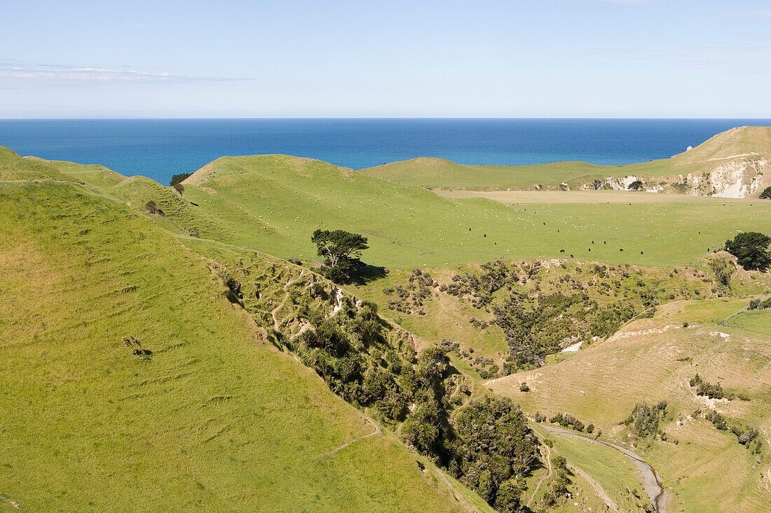 Schafe und Rinder auf Weide der Cape Kidnappers Station, nahe Napier, Hawkes Bay, Nordinsel, Neuseeland