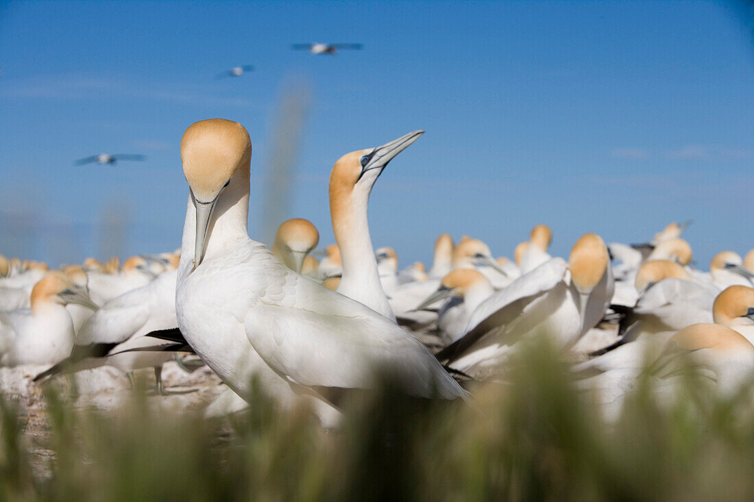 Australasian Gannets, Morus serrator, Cape Kidnappers Gannet Colony, near Napier, Hawkes Bay, North Island, New Zealand