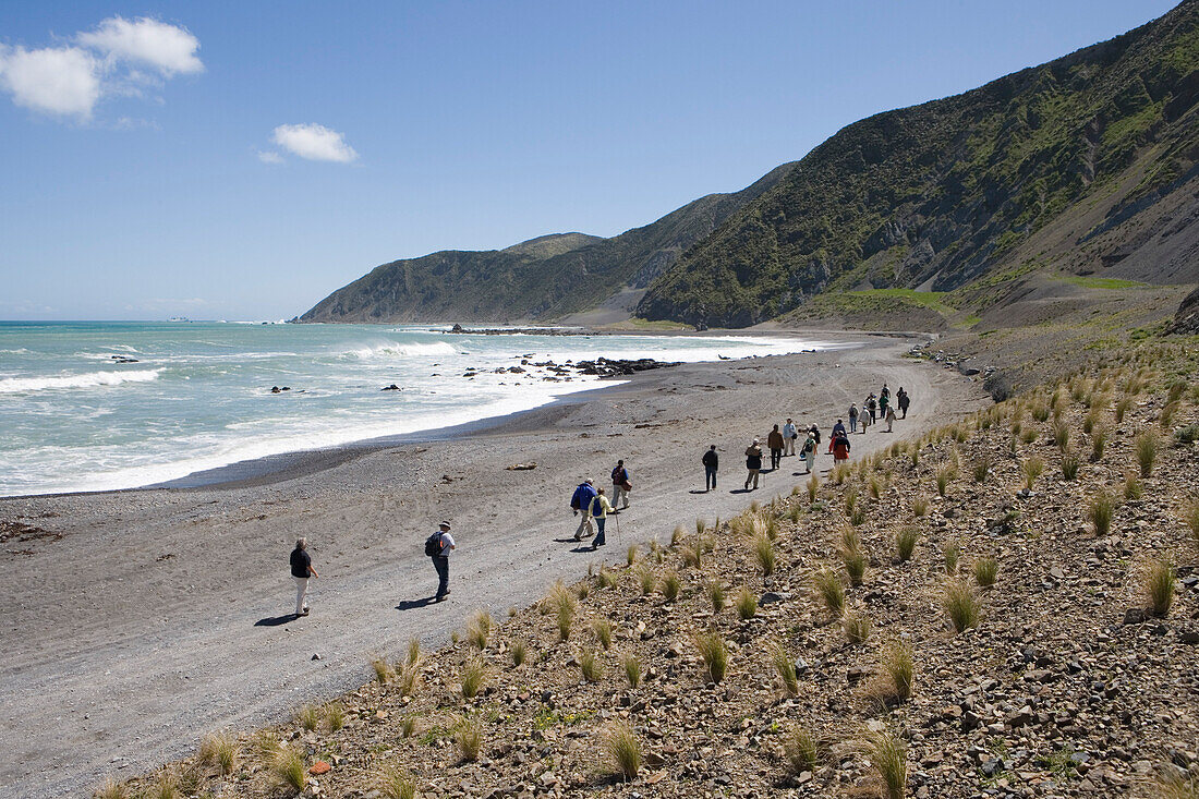 Red Rocks Coastal Walk, Owhiro Bay, near Wellington, North Island, New Zealand