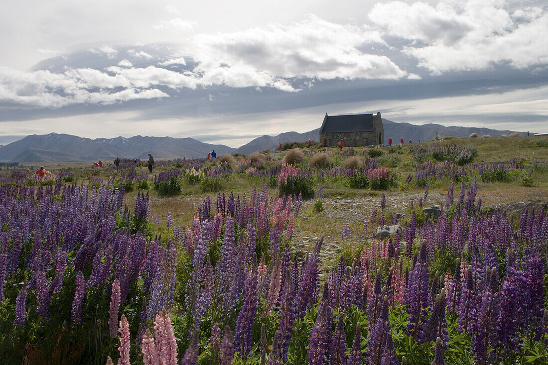 Lupinen und The Church of The Good Shepherd Kapelle am Lake Tekapo, Mackenzie Country, Südinsel, Neuseeland