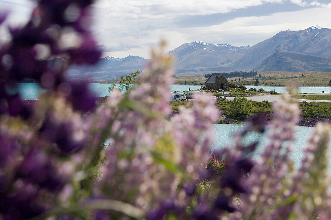 Lupines and The Church of the Good Shepherd in the background, Lake Tekapo, Mackenzie Country, South Island, New Zealand